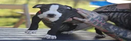 Pitbull cani in vendita: Cuccioli Pit Bull con pedigree anche a rate - Annuncio 11