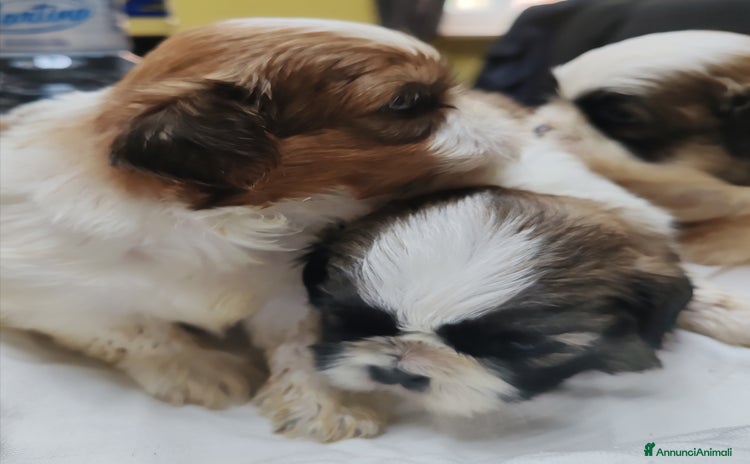 Shih Tzu cani a Provincia di Cuneo - Annuncio 3