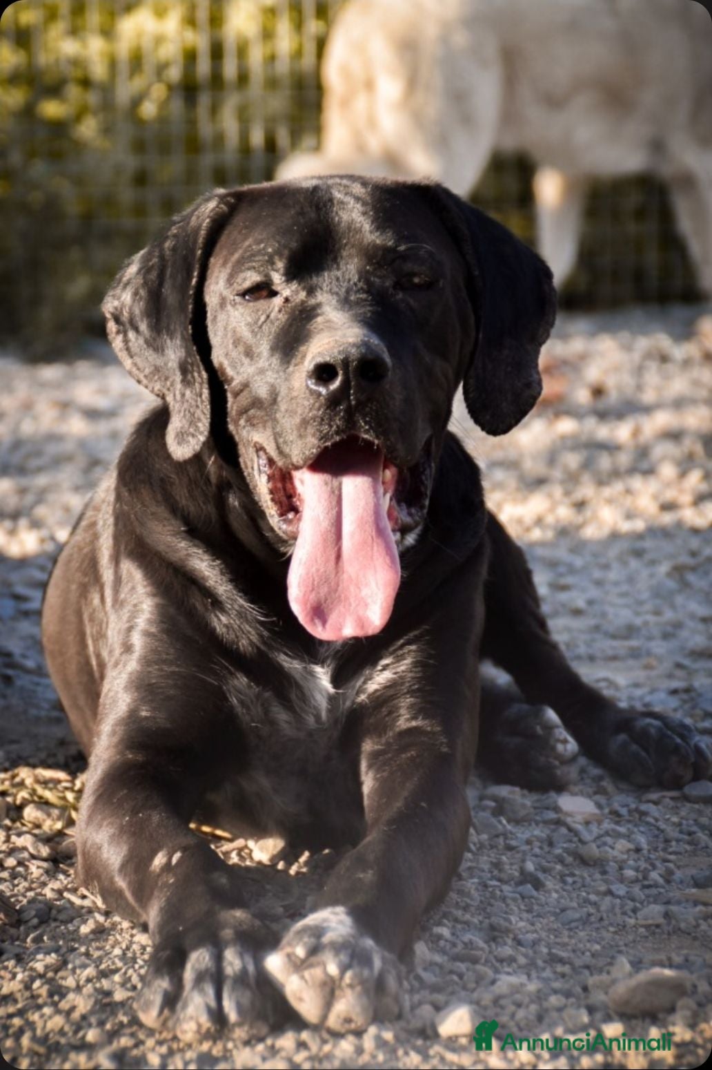 Cane Corso cani ULTIMO  - Annuncio 1