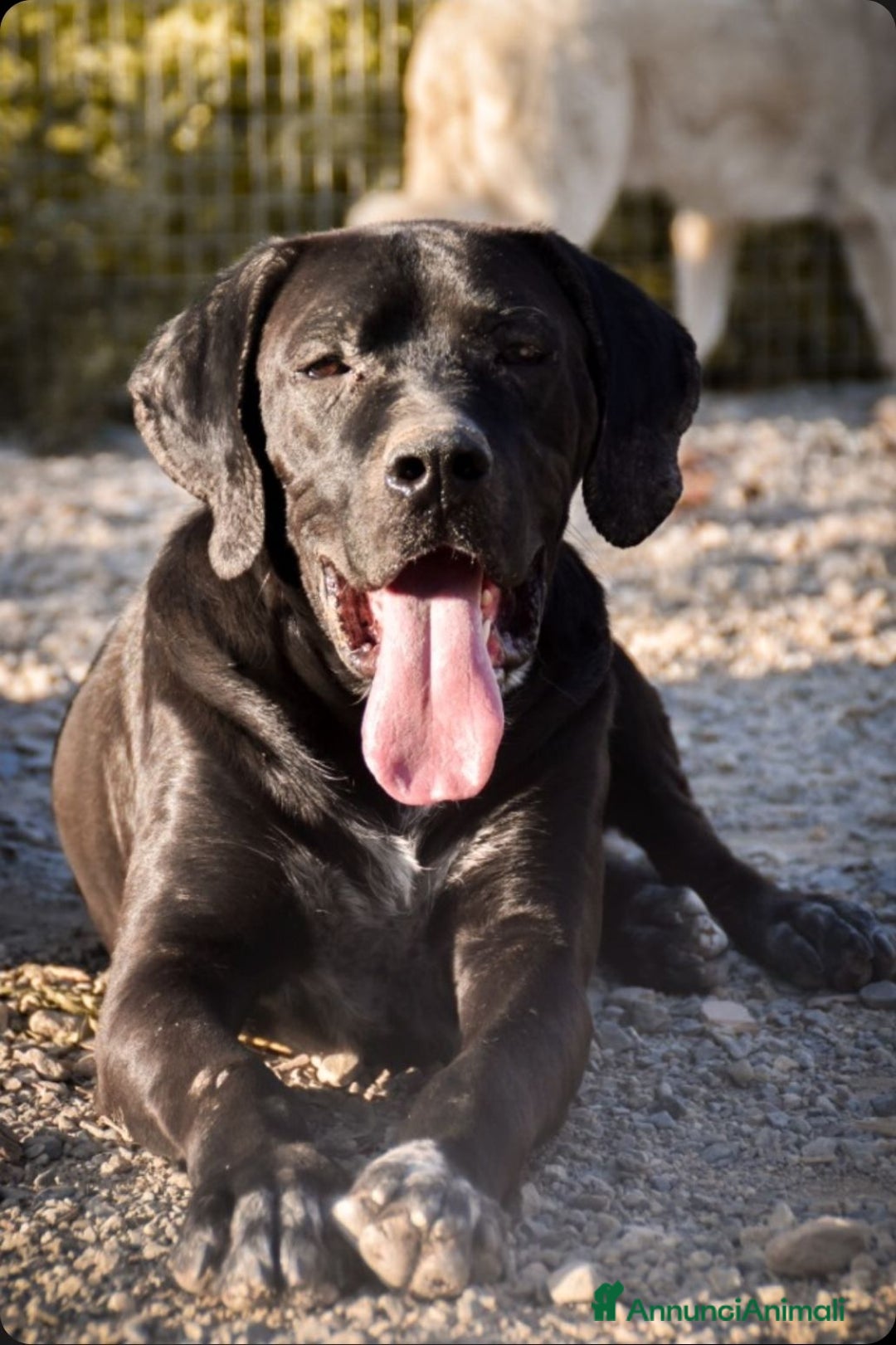 Cane Corso cani in regalo: ULTIMO  - Annuncio 1