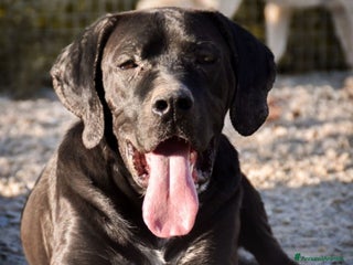 Cane Corso cani ULTIMO - Annuncio 29