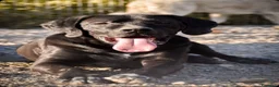 Cane Corso cani in regalo: ULTIMO  - Annuncio 1