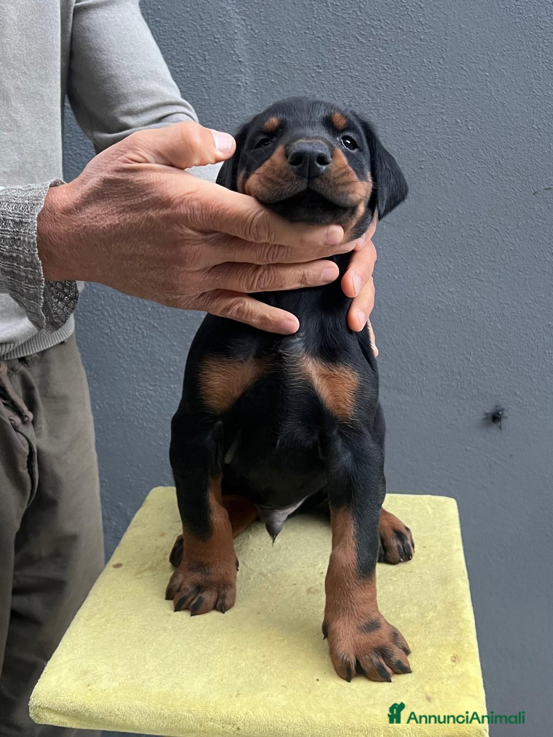 Dobermann cani in vendita: Cucciolata Dobermann Messina - Annuncio 1