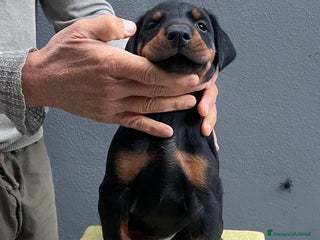 Dobermann cani Cucciolata Dobermann Messina - Annuncio 37