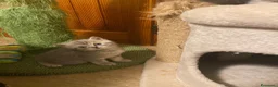 Scottish gatti in vendita: Gattini scottish fold - Annuncio 3