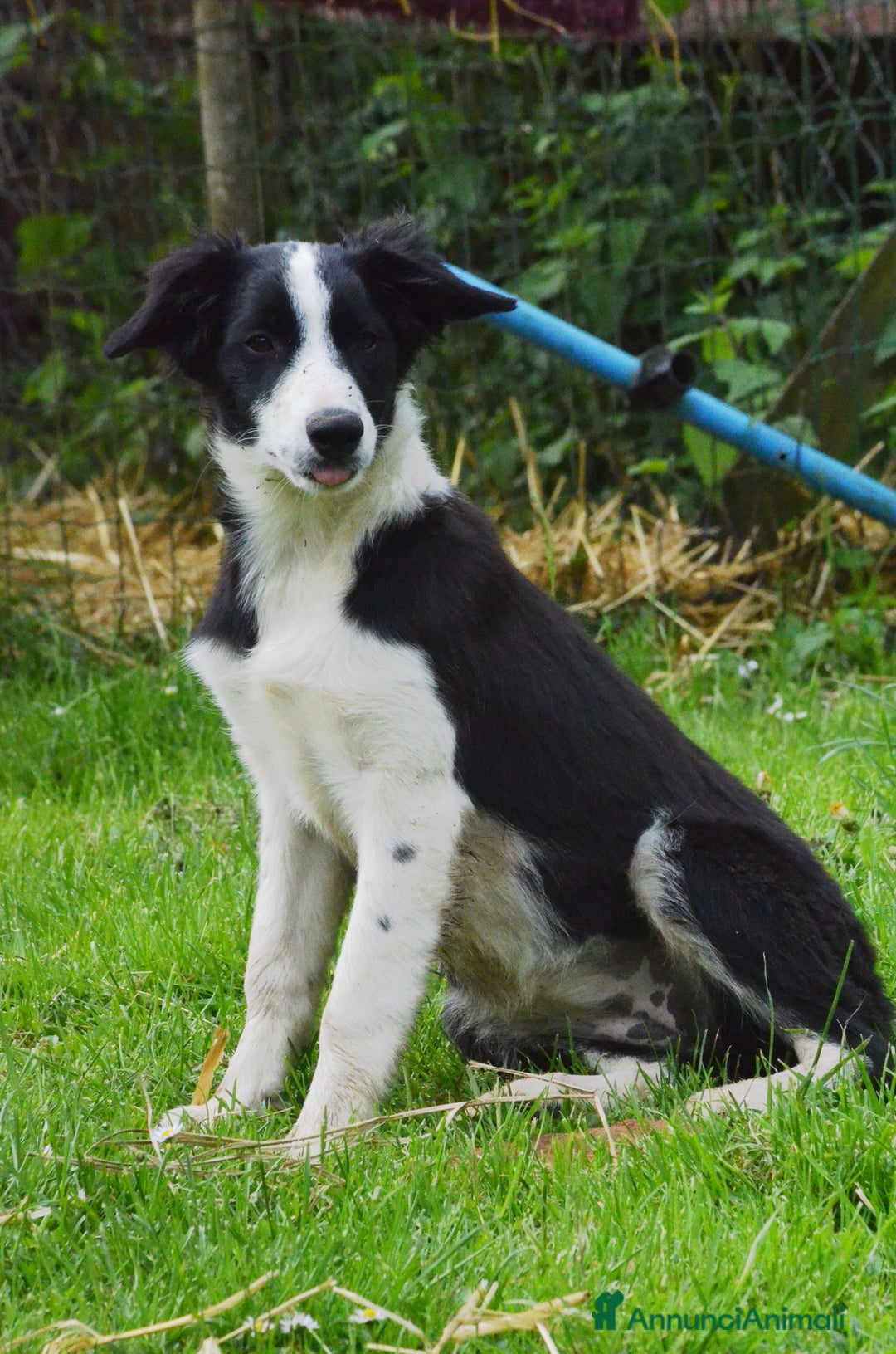 Border Collie cani in vendita: Border Collie con pedigree  a Provincia di Vicenza - Immagine 7