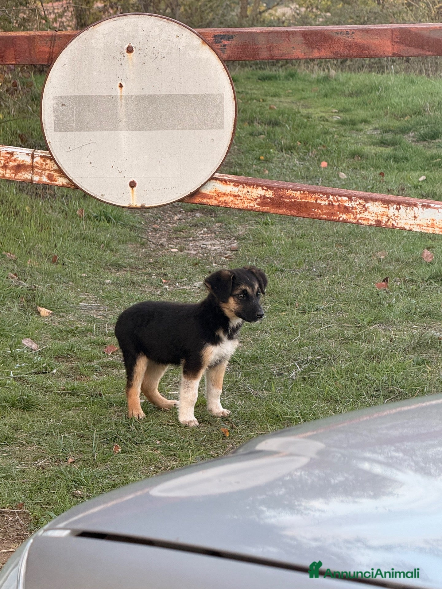 Meticcio cani in regalo: Dolci cagnoline cercano casa  - Annuncio 5