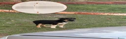 Meticcio cani in regalo: Dolci cagnoline cercano casa  - Annuncio 1