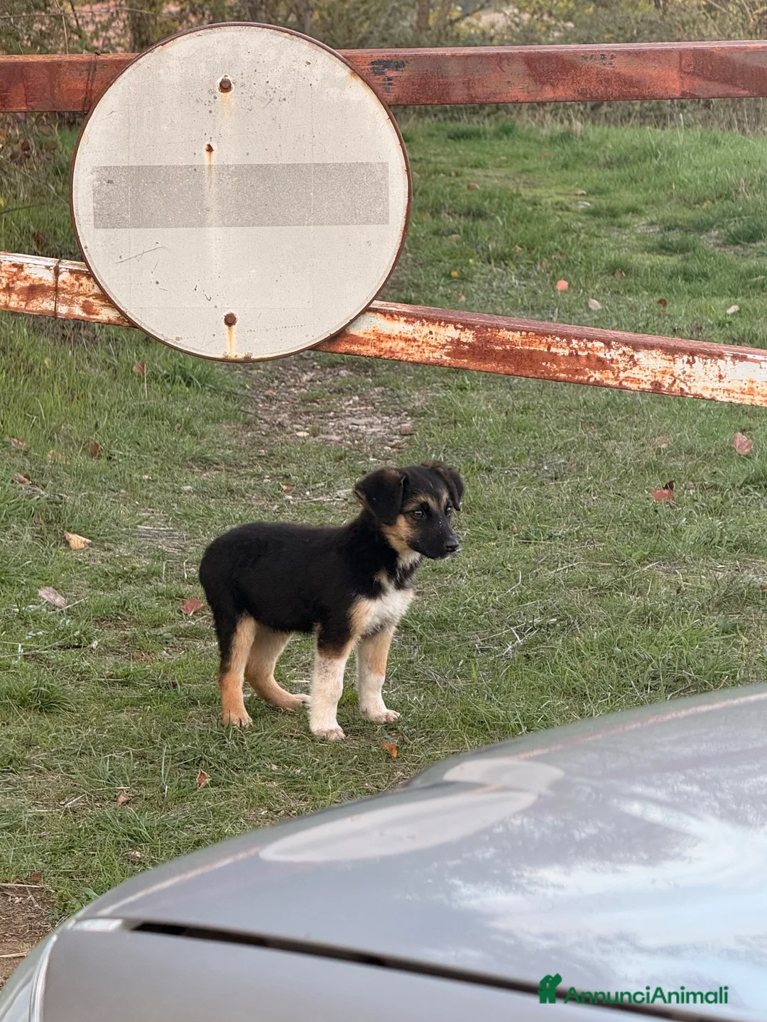Meticcio cani in regalo: Dolci cagnoline cercano casa  - Annuncio 1
