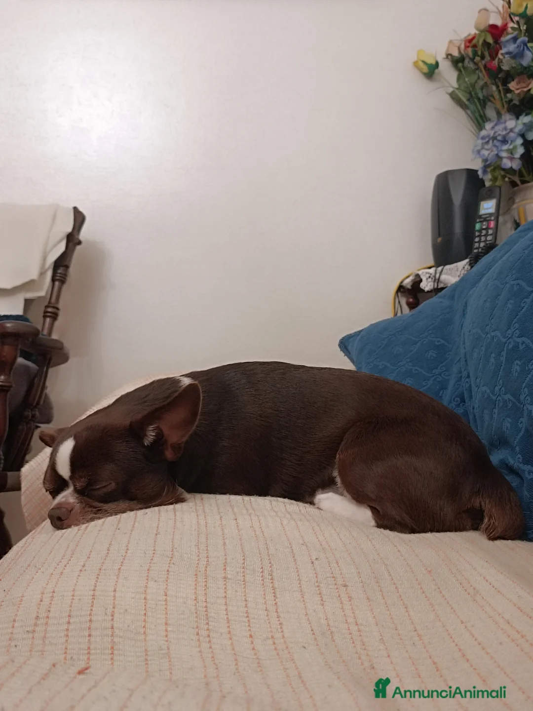 Chihuahua cani per accoppiamento: Cerco Femmina per monta  a Città metropolitana di Milano - Annuncio 5