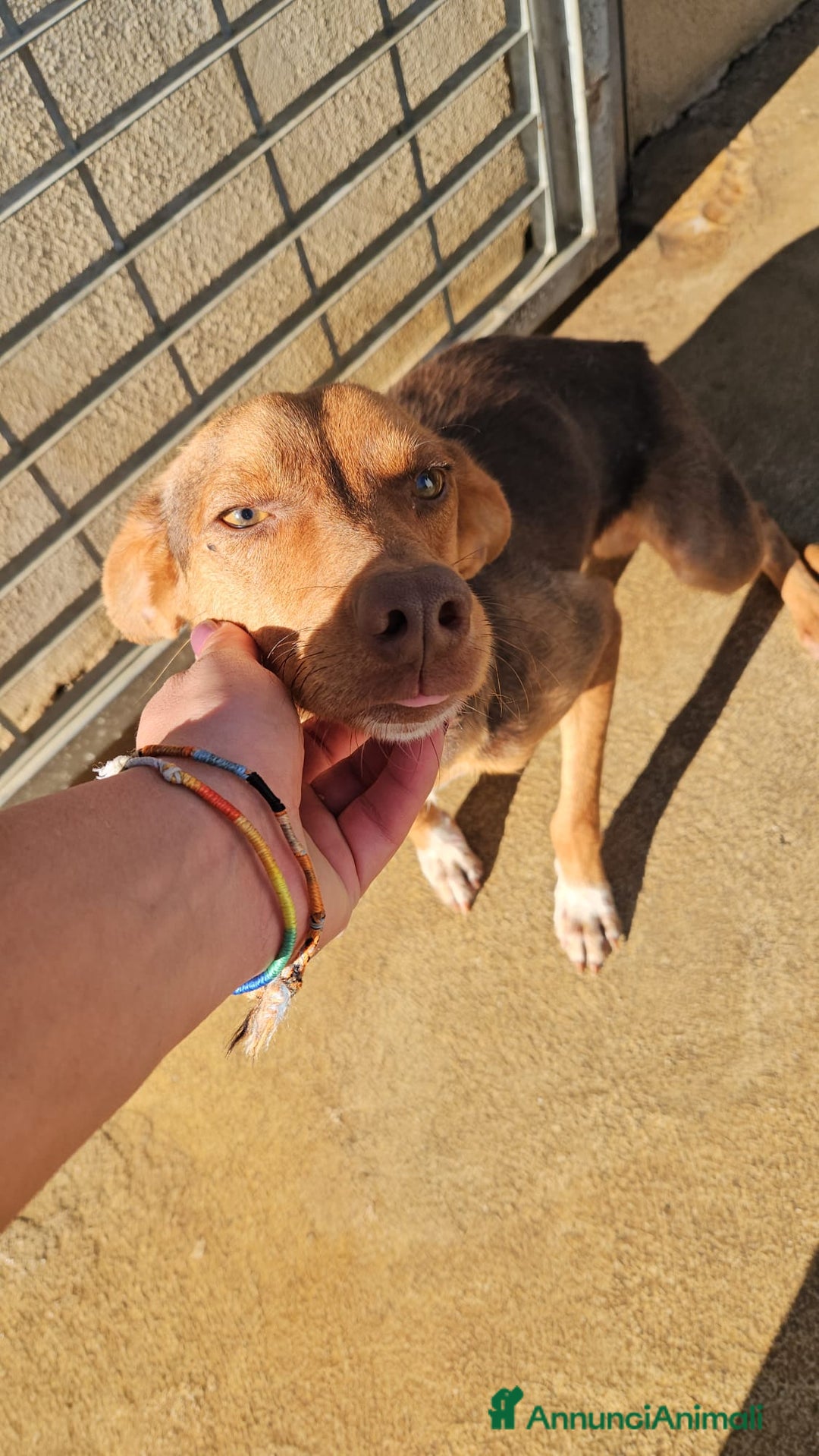 Meticcio cani in regalo: Lupo: cucciolotto taglia piccola socievole  a Città Metropolitana di Genova - Annuncio 24