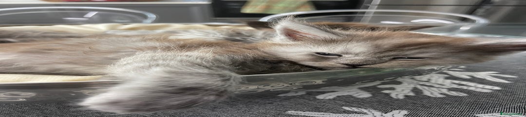 Maine Coon Gattino 3