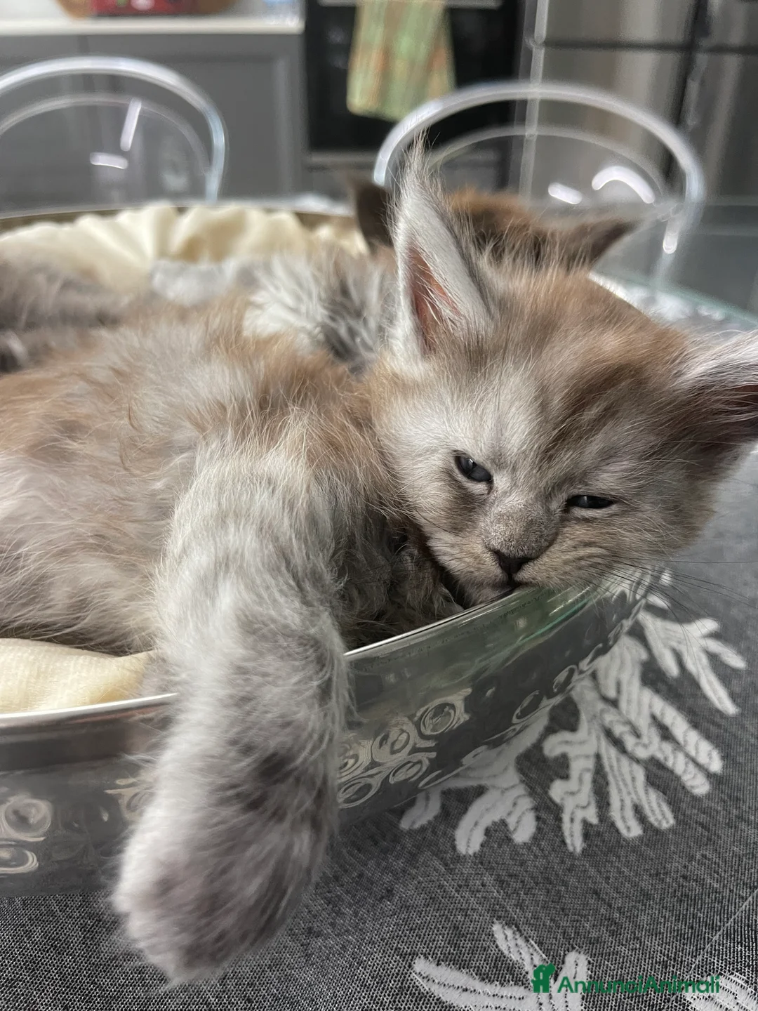 Maine Coon gatti in vendita: Cucciolata Maine coon - Annuncio 10