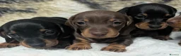 Bassotto cani in vendita: Bassotti Nani - Annuncio 2