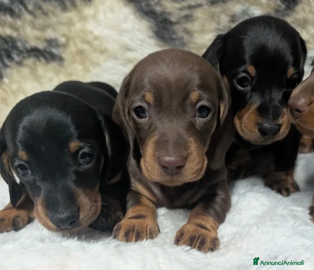 Bassotto cani in vendita: Bassotti Nani - Annuncio 2