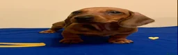 Bassotto cani in vendita: CUCCIOLI BASSOTTO STANDARD PELO CORTO  - Annuncio 4