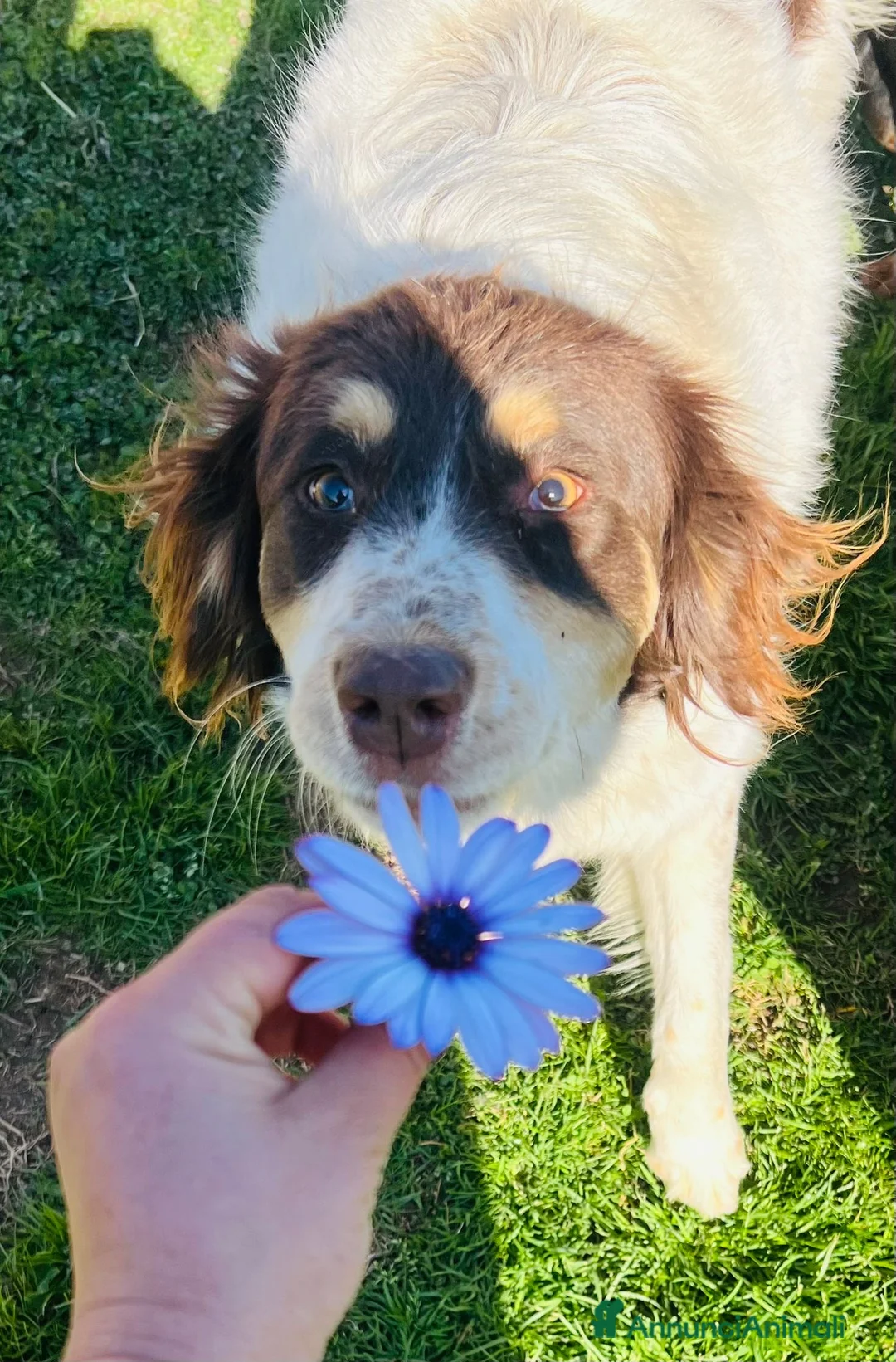 Meticcio cani in regalo: Molly a Provincia di Savona - Annuncio 2