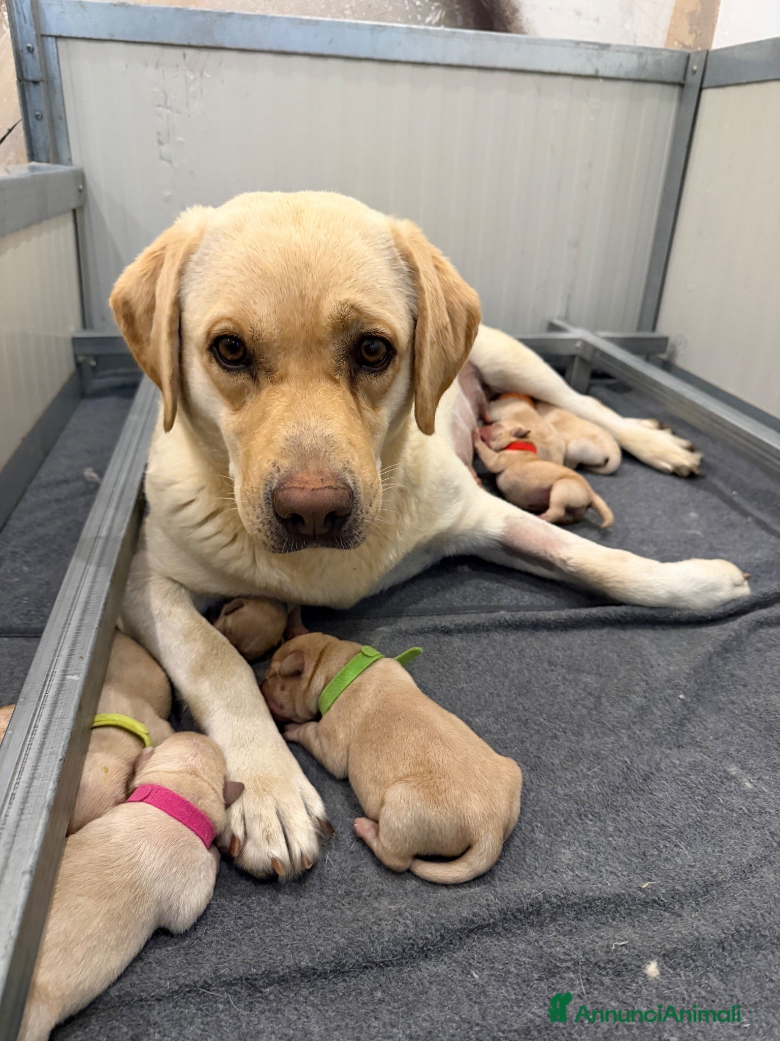 Labrador cani Cuccioli di Labrador Retriever Allevamento profess - Annuncio 1