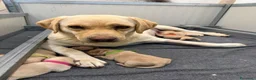 Labrador cani in vendita: Cuccioli di Labrador Retriever Allevamento profess - Annuncio 1