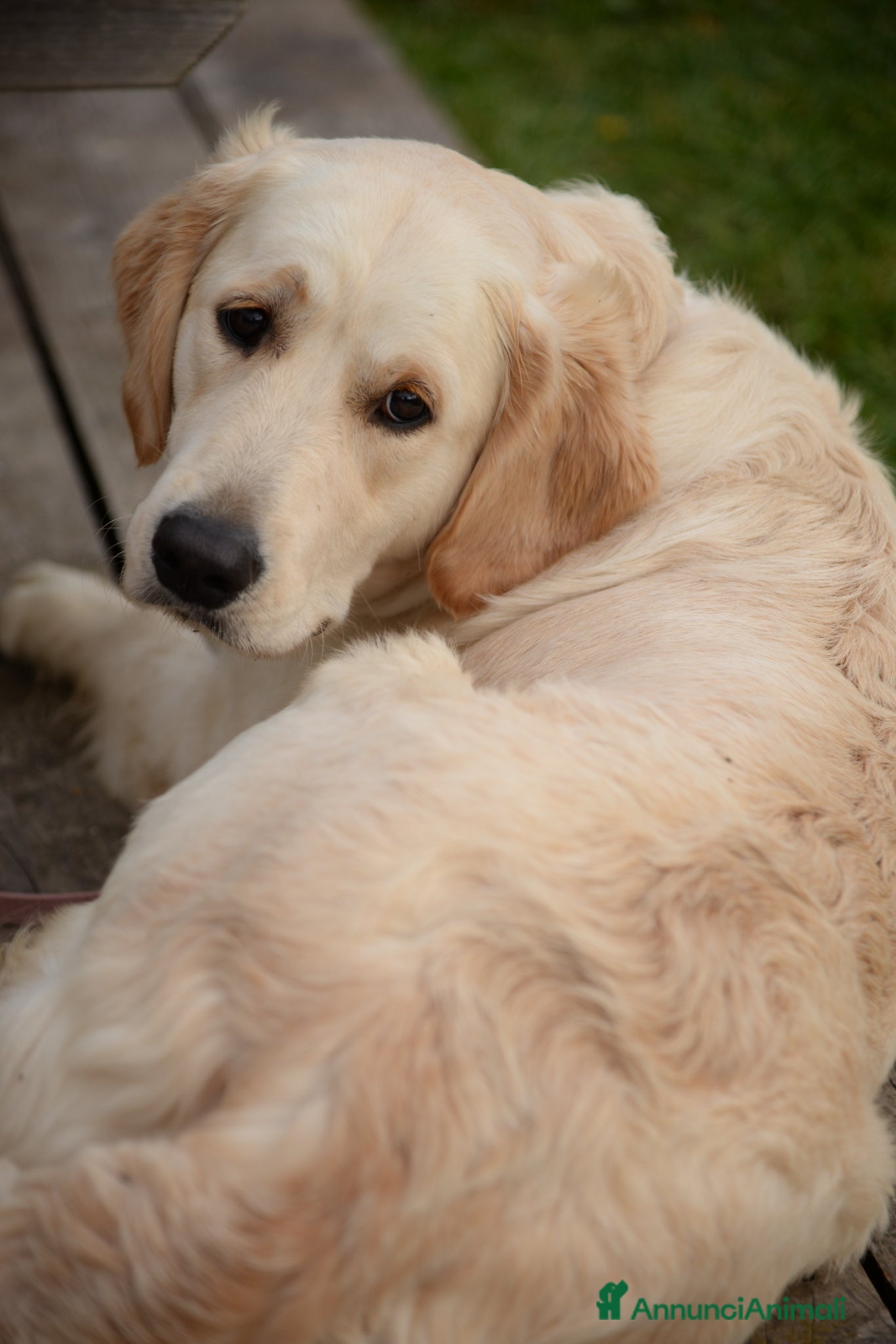 Golden Retriever cani cuccioli golden retriever - Annuncio 29