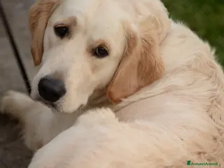 Golden Retriever cani cuccioli golden retriever - Annuncio 29