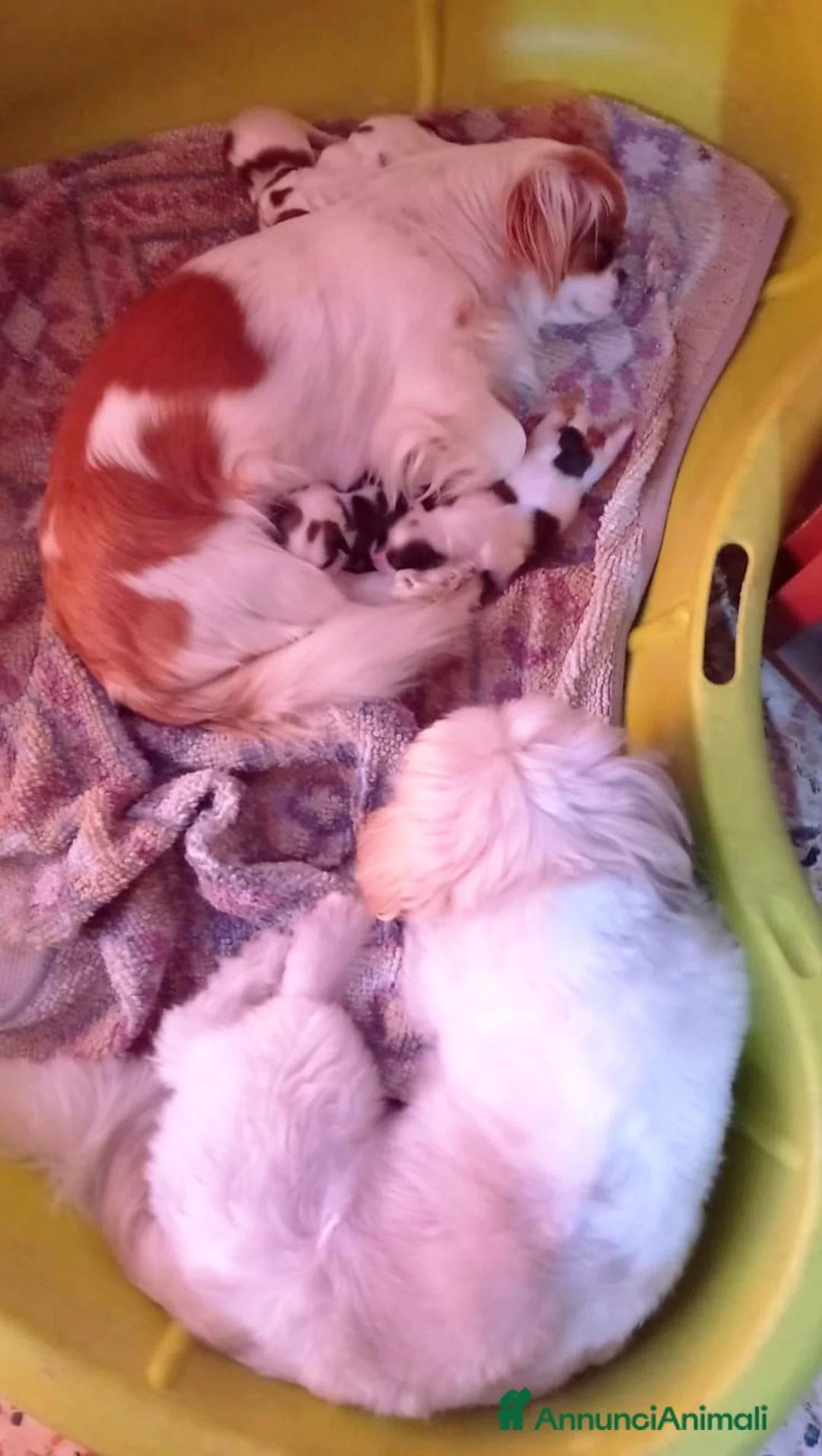 Meticcio cani in vendita: Bellissimi cuccioli cercano amore e casa   - Annuncio 10