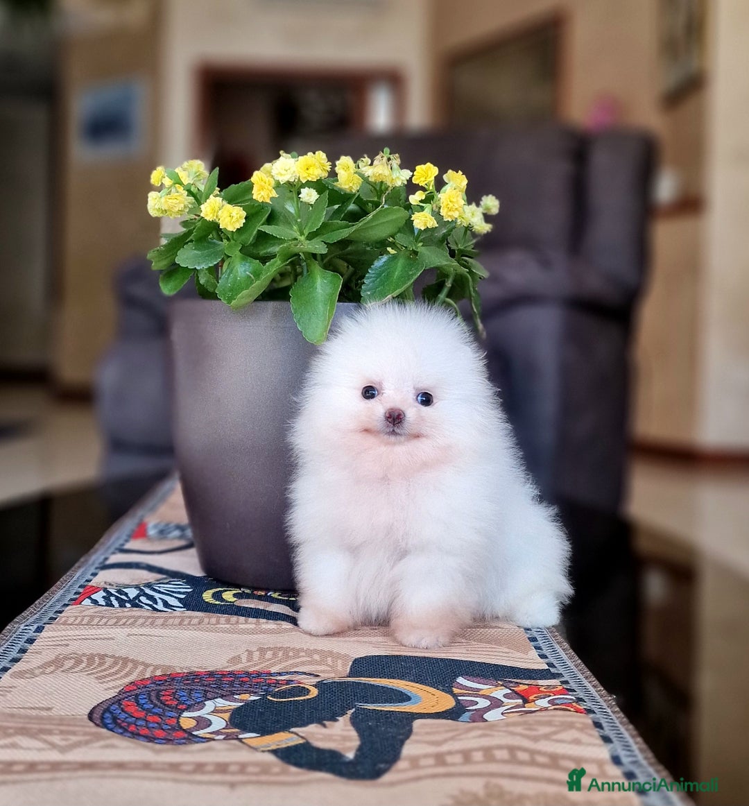 Spitz cani in vendita: Spitz tedesco NANO ( POMERANIA  ) a Provincia di Monza e della Brianza - Annuncio 9