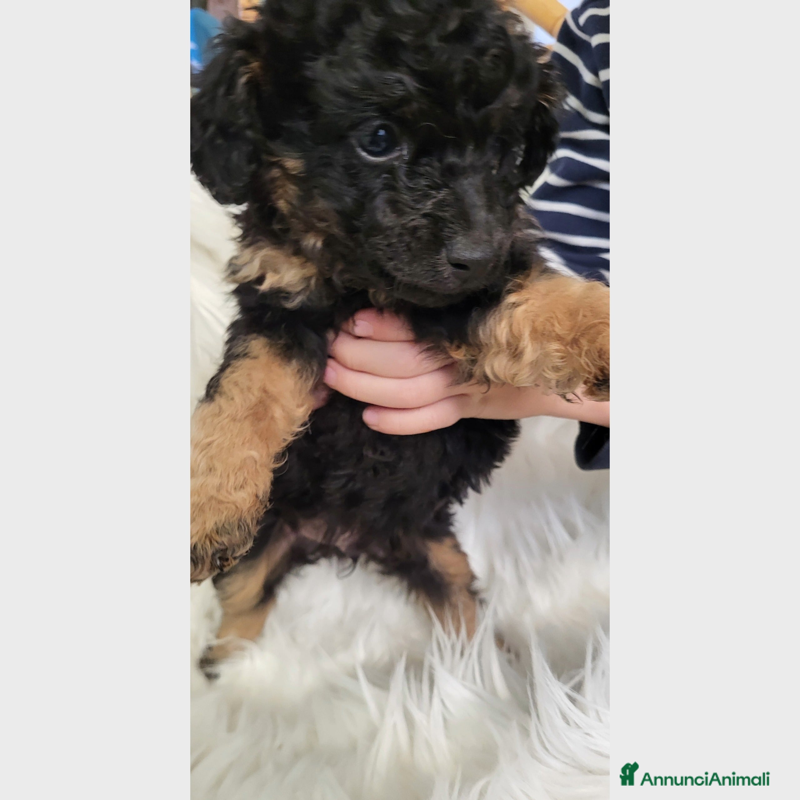 Barboncino Toy cani Cuccioli barboncino toy - Annuncio 3