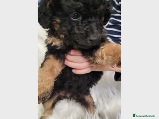 Barboncino Toy cani Cuccioli barboncino toy - Annuncio 1