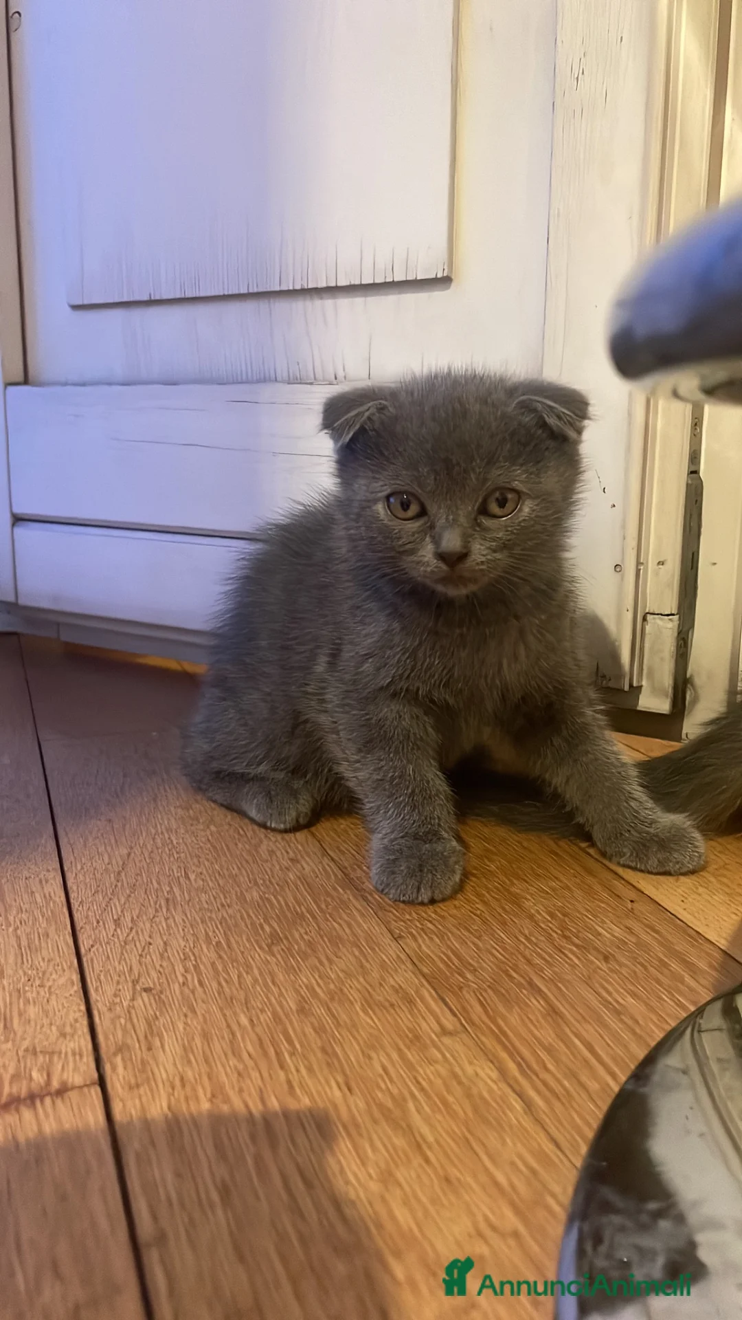 Scottish gatti in vendita: Scottish fold/straight  a Provincia di Pavia - Annuncio 2