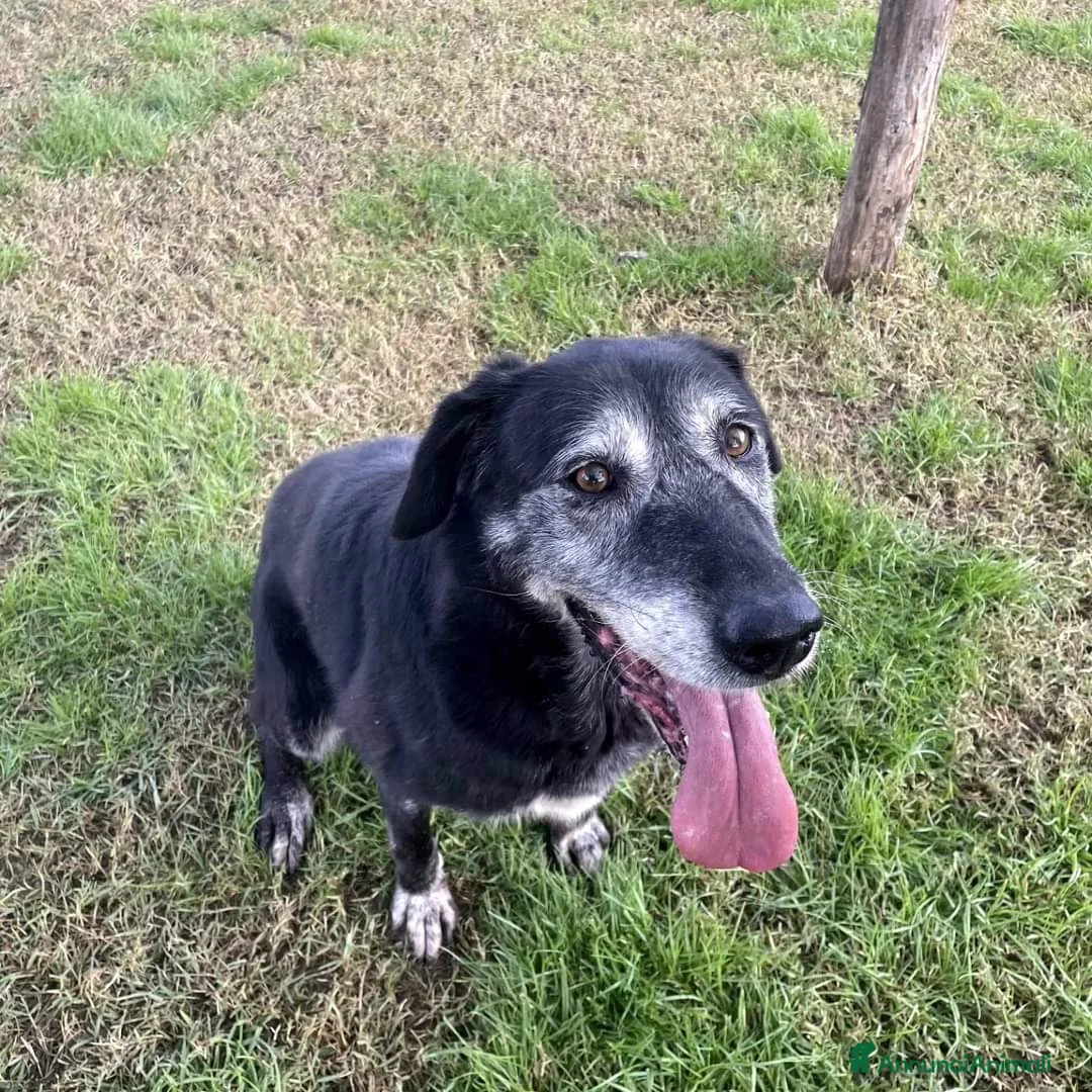 Meticcio cani in regalo: Adozione del cuore per la dolcissima Margherita a Provincia di Latina - Annuncio 3