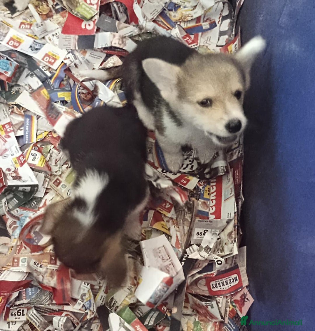 Corgi Pembroke cani in vendita: Welsh Corgi Péembroke a Province of Pavia - Annuncio 8