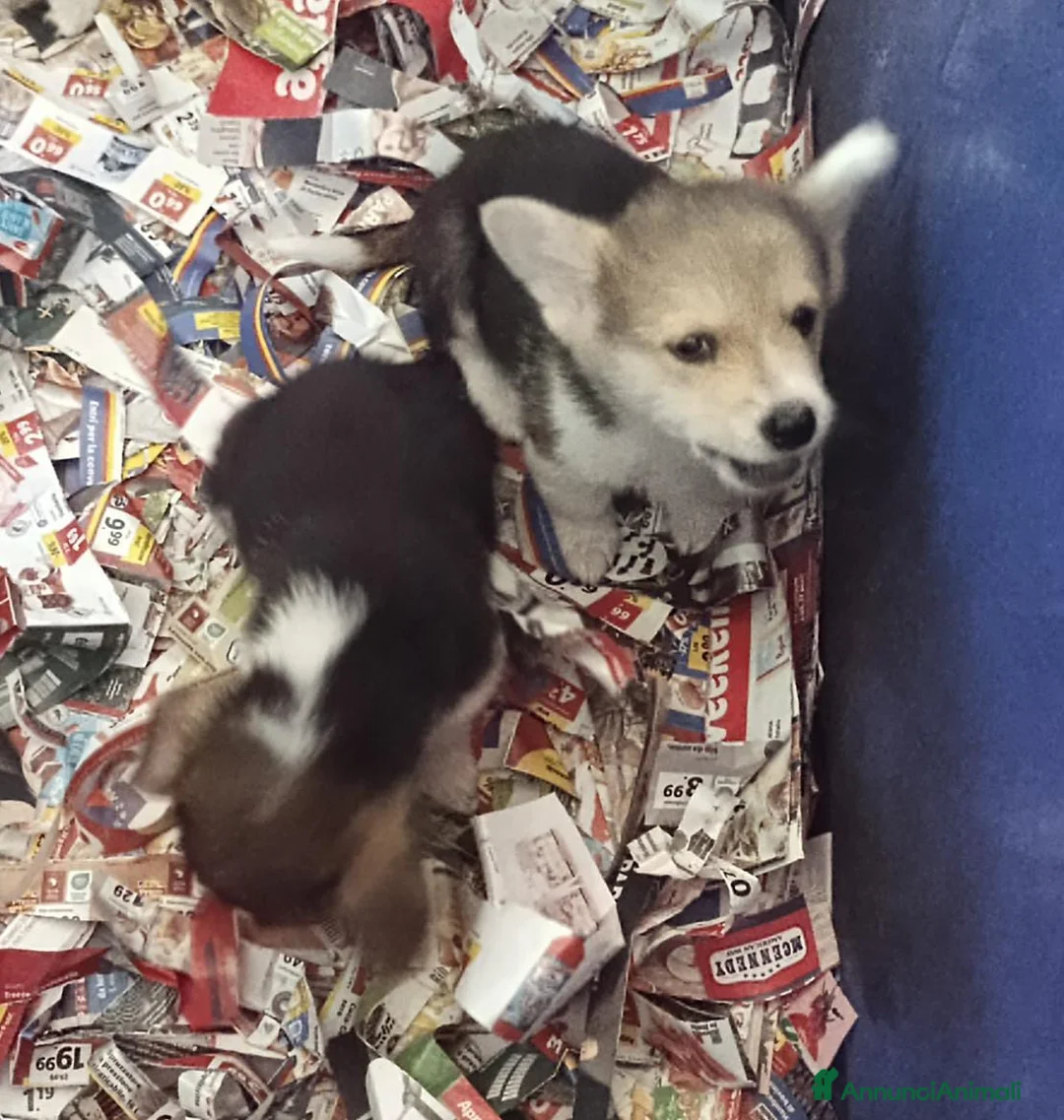 Corgi Pembroke cani in vendita: Welsh Corgi Péembroke a Province of Pavia - Annuncio 8