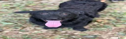 Meticcio cani in regalo: ERIC, cucciolo dolcissimo dimenticato da tutti. - Annuncio 2