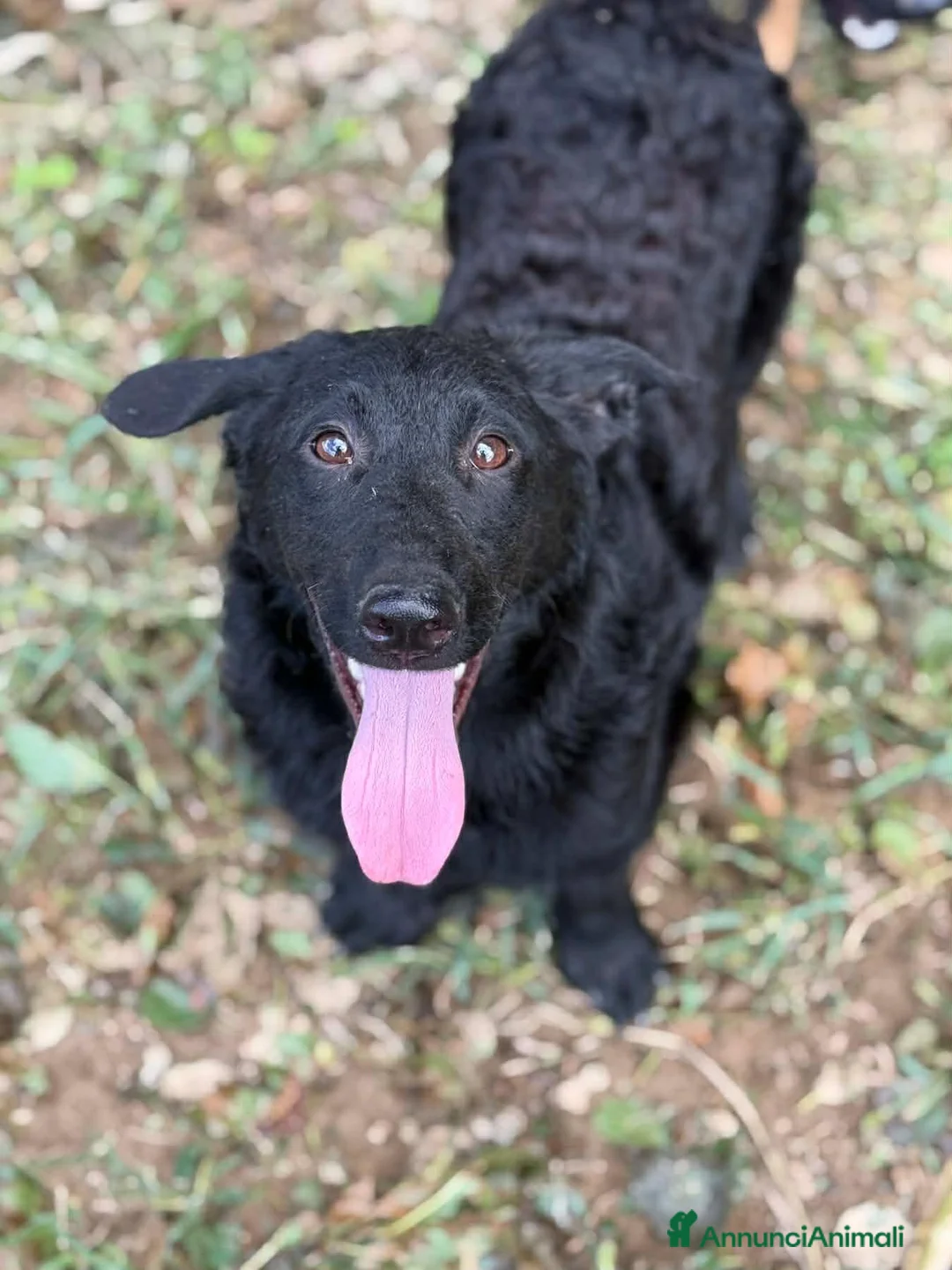 Meticcio cani in regalo: ERIC, cucciolo dolcissimo dimenticato da tutti. - Annuncio 2