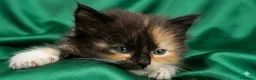 Siberiano gatti in vendita: Splendidi Cuccioli Gatto Siberiano Pedigree ENFI - Annuncio 1