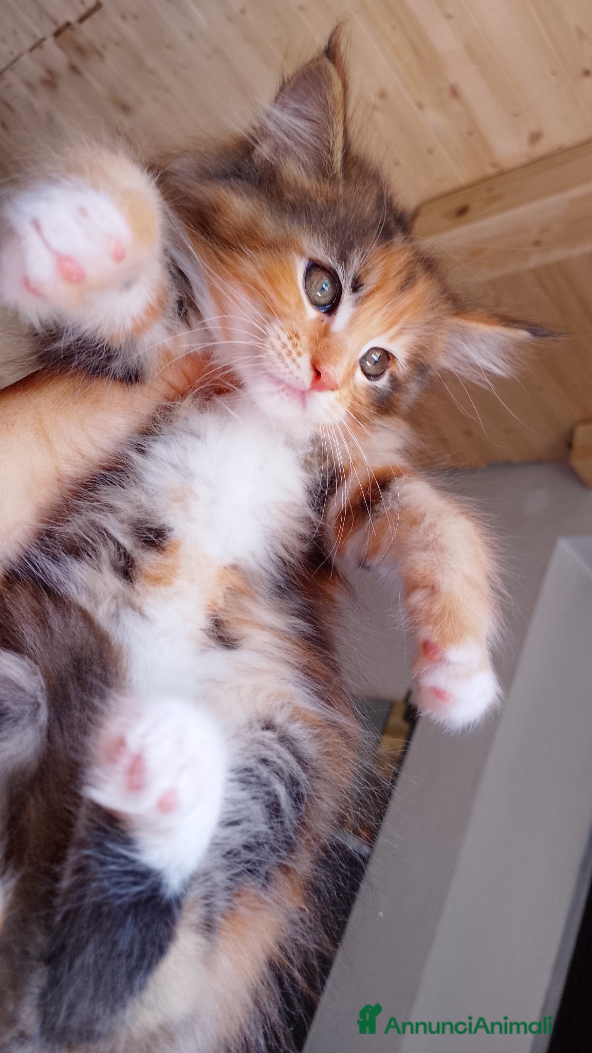Maine Coon gatti Maine coon con pedigree ENFI anche libero  - Annuncio 9