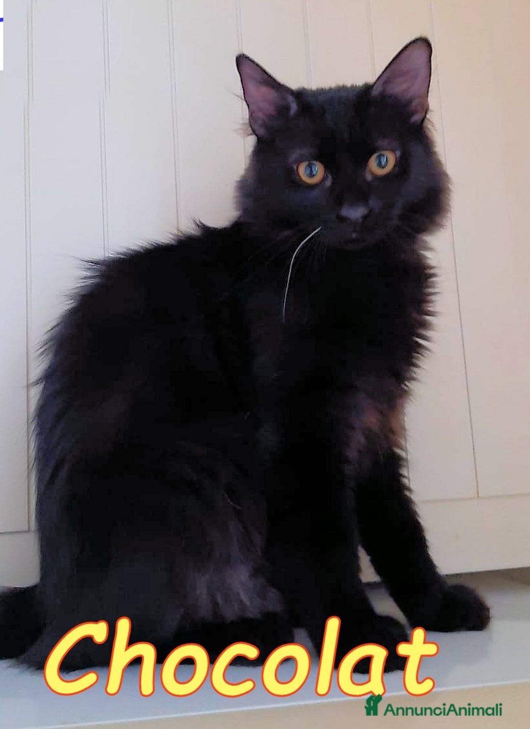 Europeo gatti in regalo: Chocolat 🤎 - Annuncio 2