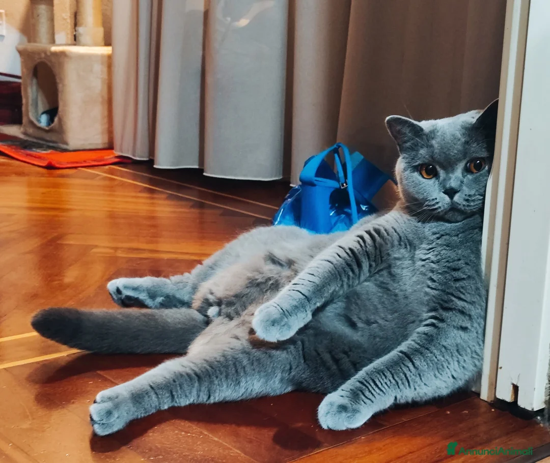 Immagine della galleria {{count}}