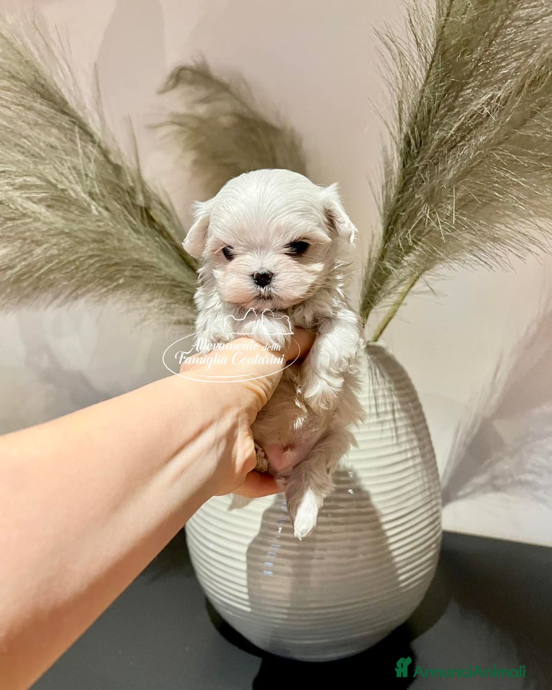 Maltese cani CUCCIOLI MALTESI CON PEDIGREE ENCI - Annuncio 2