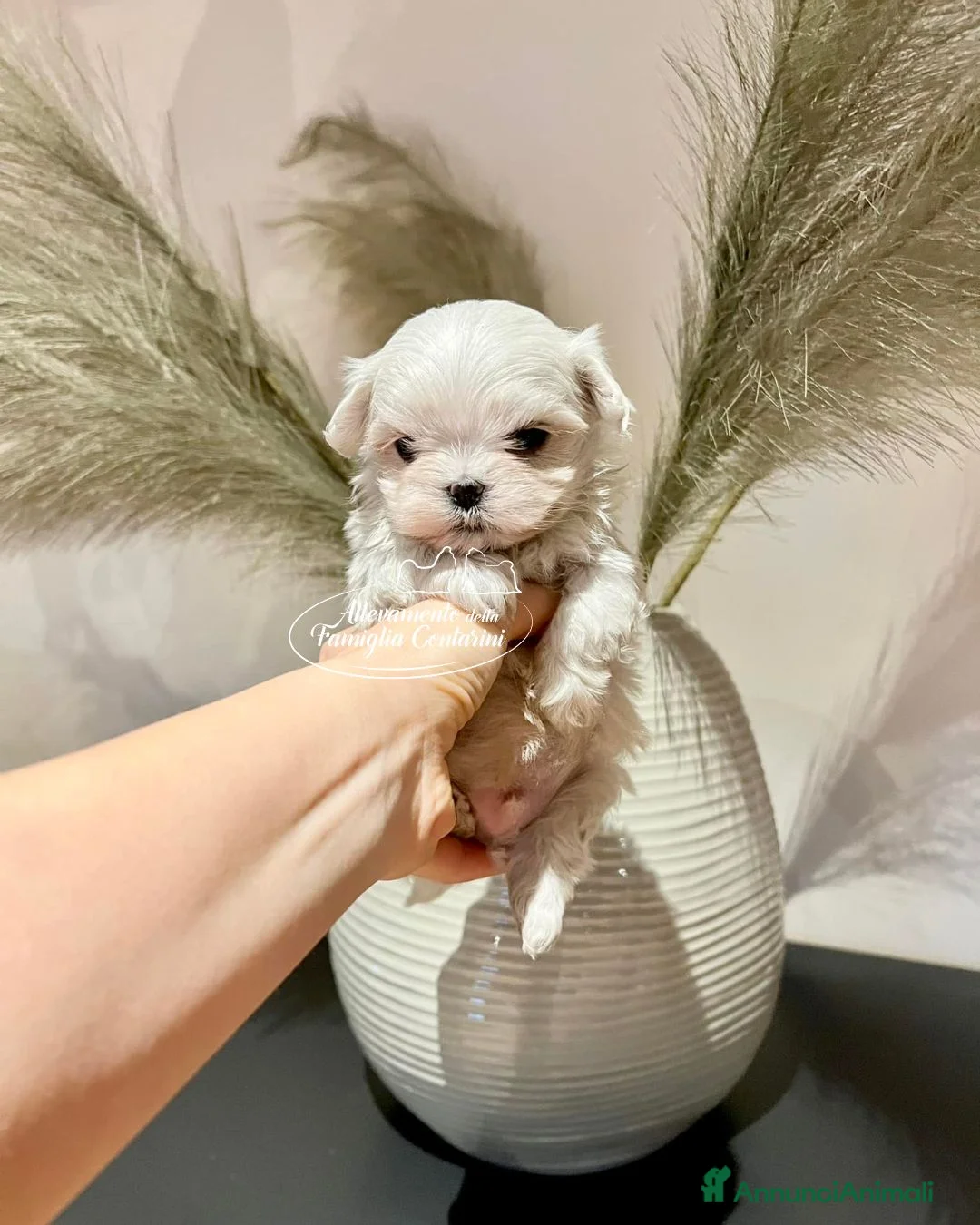 Maltese cani in vendita: CUCCIOLI MALTESI CON PEDIGREE ENCI - Annuncio 2