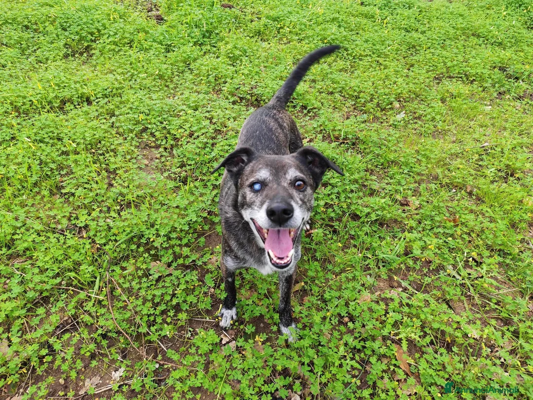 Meticcio cani in regalo: Teo: ipovedente dolcissimo taglia contenuta  - Annuncio 2