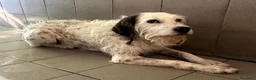 Meticcio cani in regalo: BIANCO TENERO SPINONE - Annuncio 6