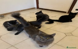 Maine Coon gatti in vendita: Cuccioli di mainecoon  a Città metropolitana di Roma Capitale - Immagine 3