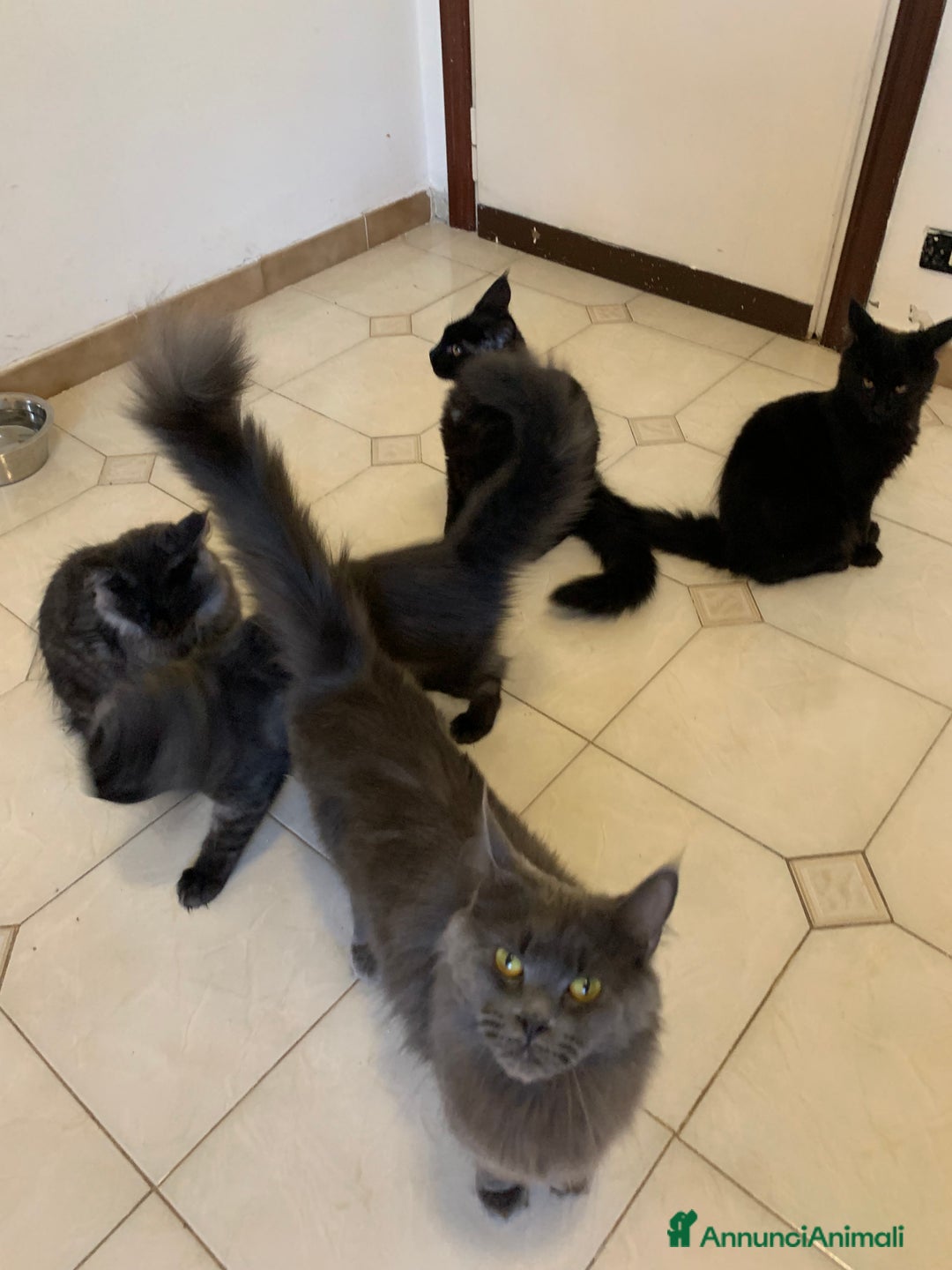 Maine Coon gatti in vendita: Cuccioli di mainecoon  a Città metropolitana di Roma Capitale - Immagine 3