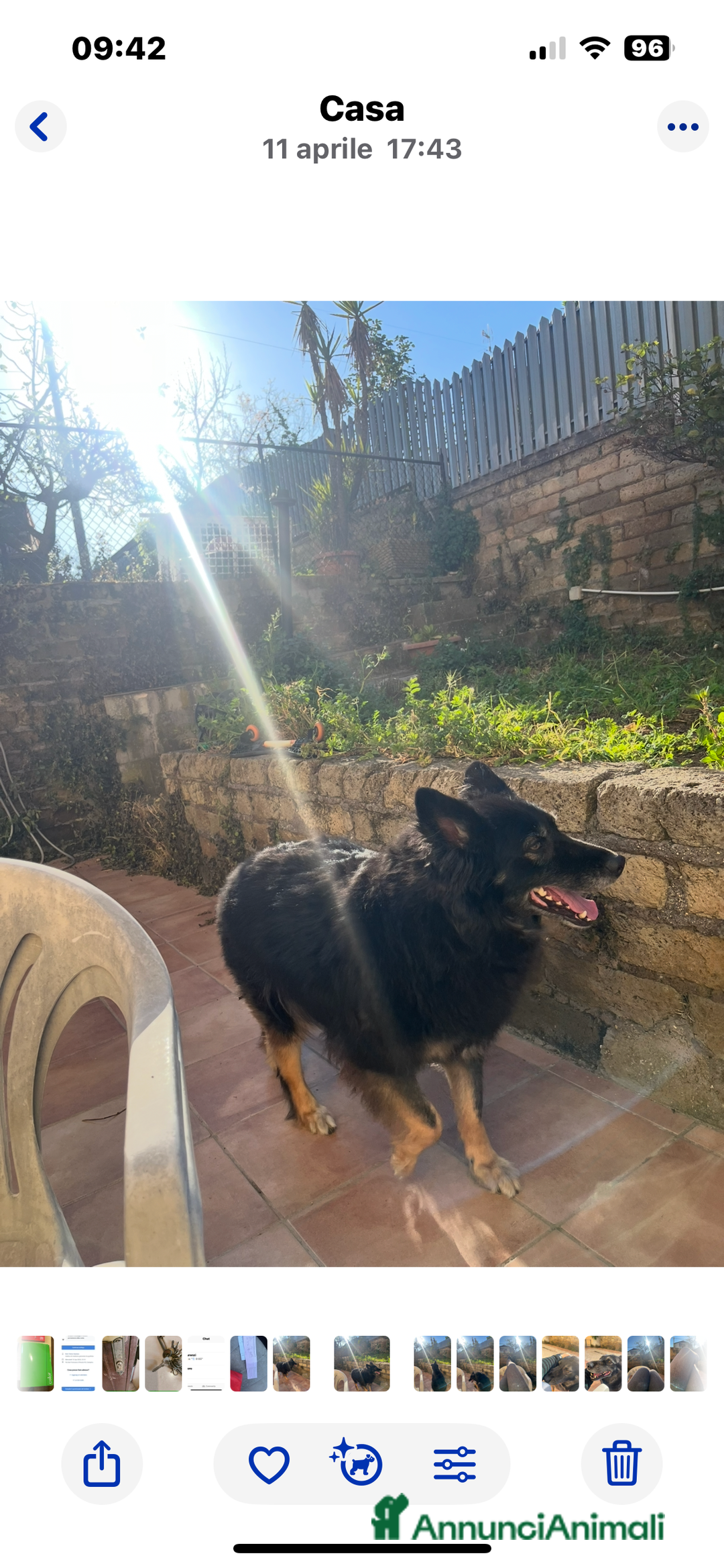 Pastore Belga cani in regalo: Pastore belga/tedesco  a Città metropolitana di Roma Capitale - Immagine 3