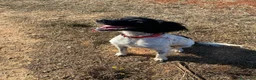 Breton cani in regalo: Cloe Bretoncina 3anni ok gatti SOS CASA LECCE - Annuncio 2