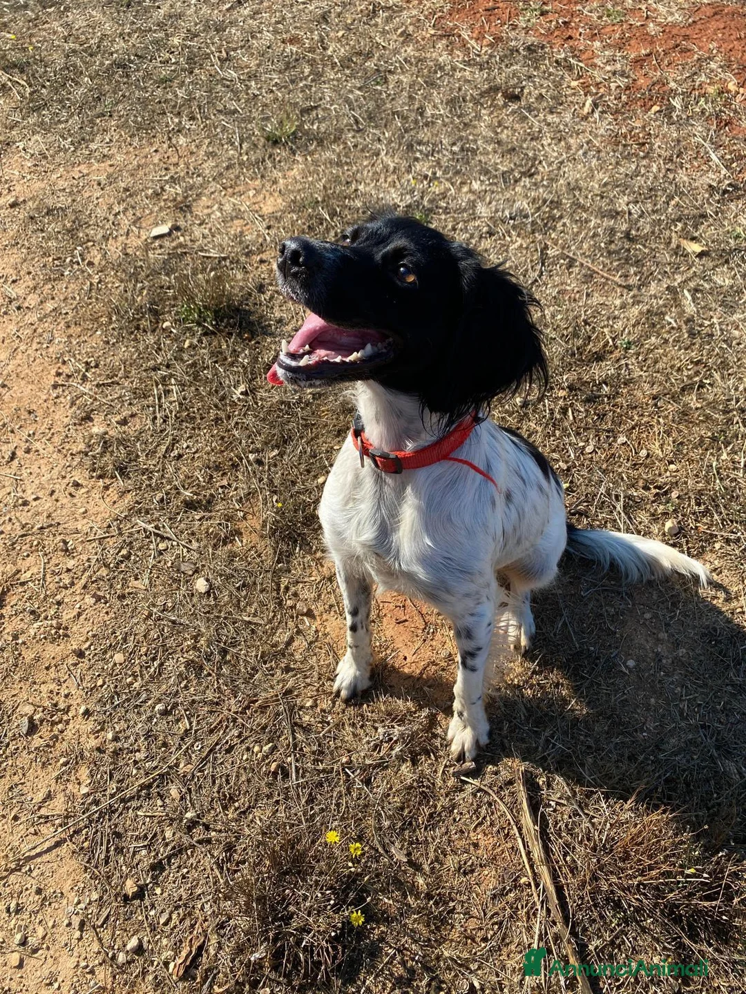 Breton cani in regalo: Cloe Bretoncina 3anni ok gatti SOS CASA LECCE - Annuncio 2