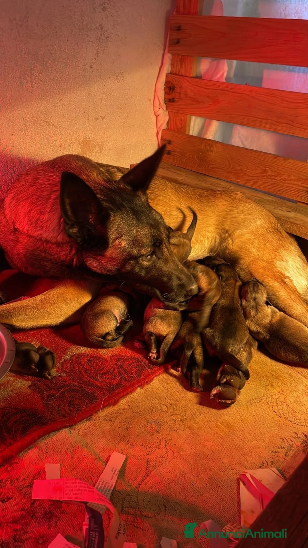 Pastore Belga cani in vendita: Splendidi cuccioli di Pastore Belga Malinois  - Annuncio 3