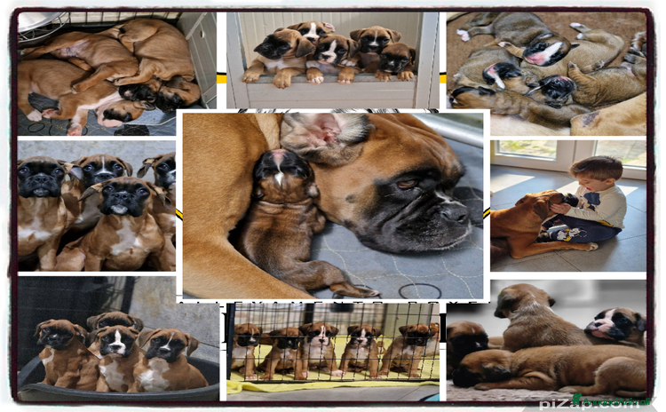 Boxer cani - Annuncio 2
